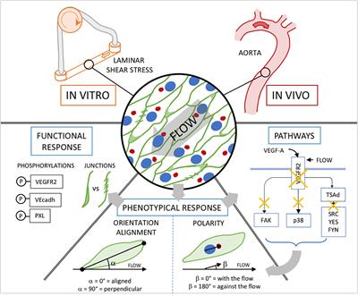 Endothelial Cell Orientation and Polarity Are Controlled by Shear Stress and VEGF Through Distinct Signaling Pathways